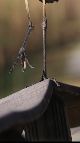 Great Blue Heron Calculated Steps Close-up of Feet