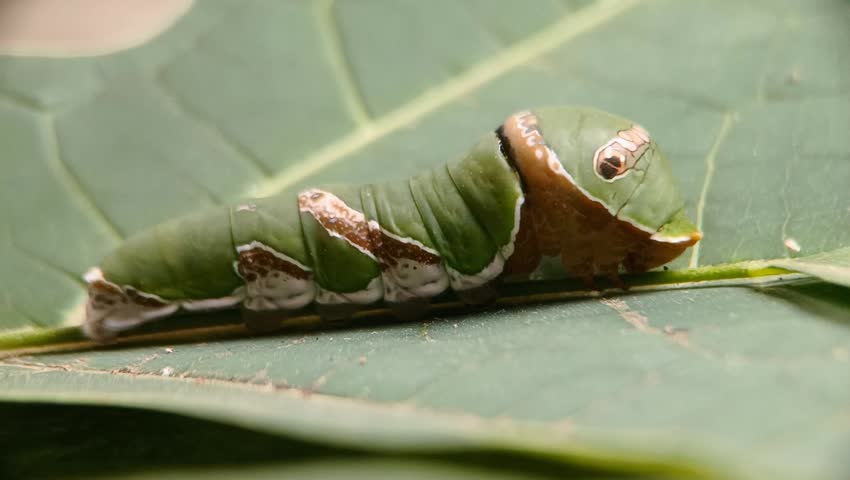 Side profile macro of a Common Mormon butterfly caterpillar extending red osmeterium organ when disturbed. Lepidoptera species, scientifically named Papilio polytes, belongs to Papilionidae family.