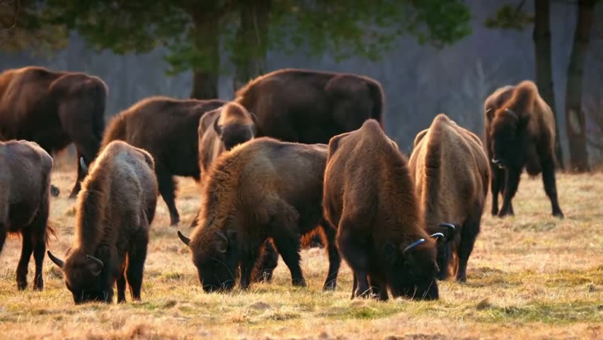 A large herd of European bison (wisent) grazing peacefully on a dry meadow near forest edge in the warm golden light of late afternoon.