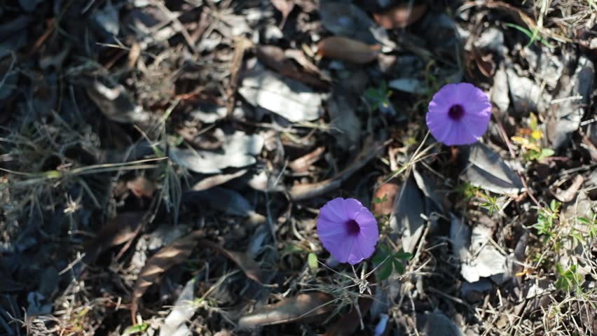 Morning Glory flowers (Ipomoea cairica) are in bloom amidst the dry grass