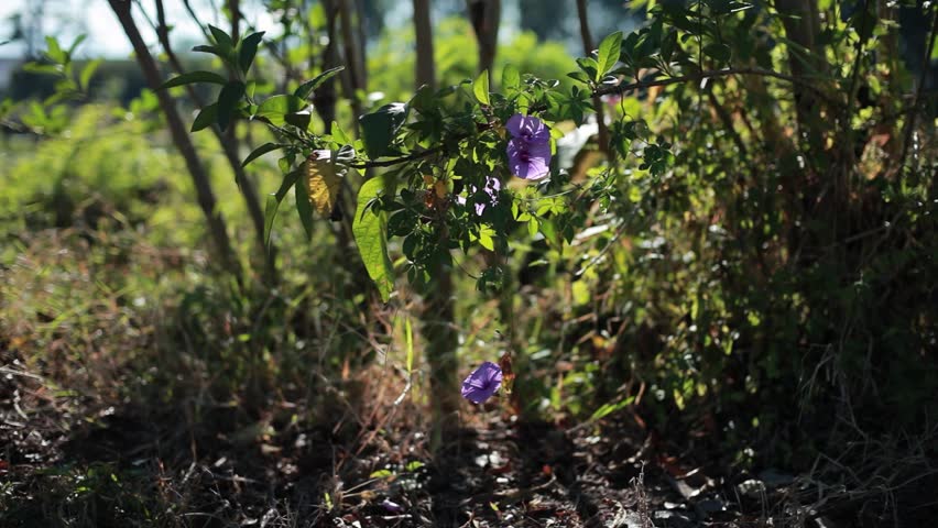 The purple morning glory flower (Ipomoea cairica) sways in the wind