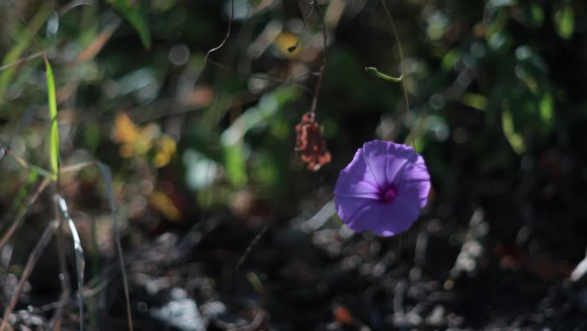 The purple morning glory flower (Ipomoea cairica) sways in the wind