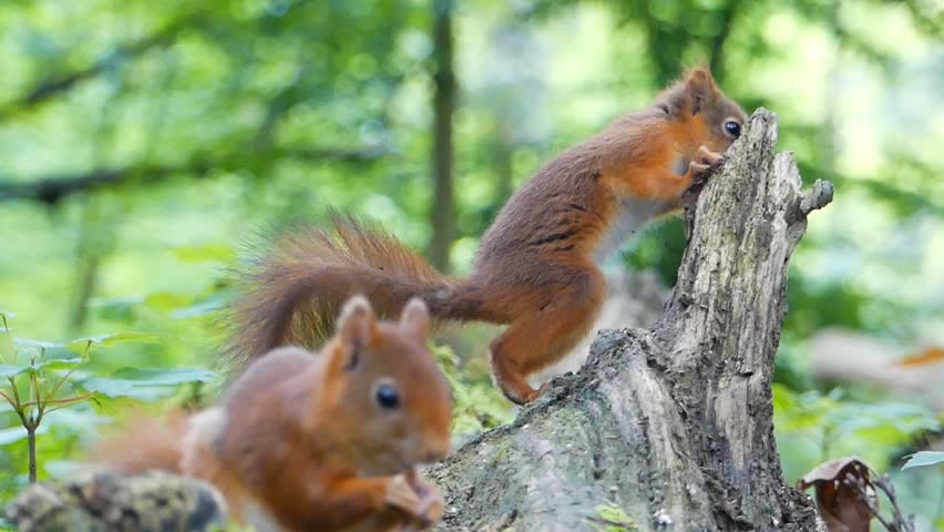 Curious two red squirrels (Sciurus vulgaris) feeding and climbing on a weathered tree stump in dense woodland, lit by soft daylight with natural mood
