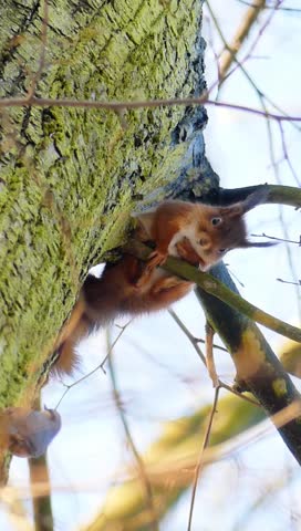 A vertical shot of a red squirrel (Sciurus vulgaris) gripping a moss-covered tree trunk in woodland, captured in clear daylight with an alert mood