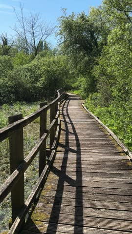Wooden boardwalk crossing a sunlit woodland wetland
