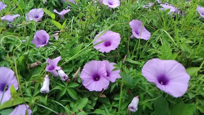 Vibrant purple morning glory flowers bloom among lush green grass in summer