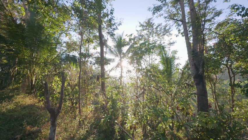 The light of the morning sun through the trees