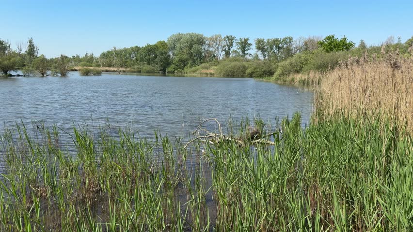 Peaceful freshwater wetland lake surrounded by reeds and trees