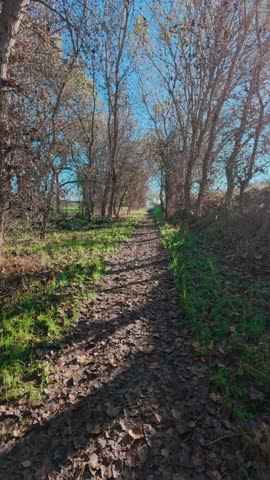 A leaf-covered forest path stretches ahead between bare trees with sunlight filtering through