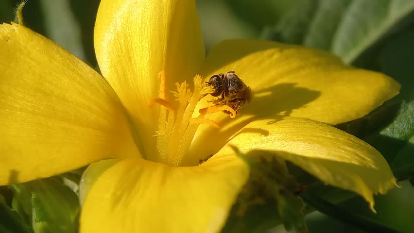 a bee is pollinating a yellow flower 