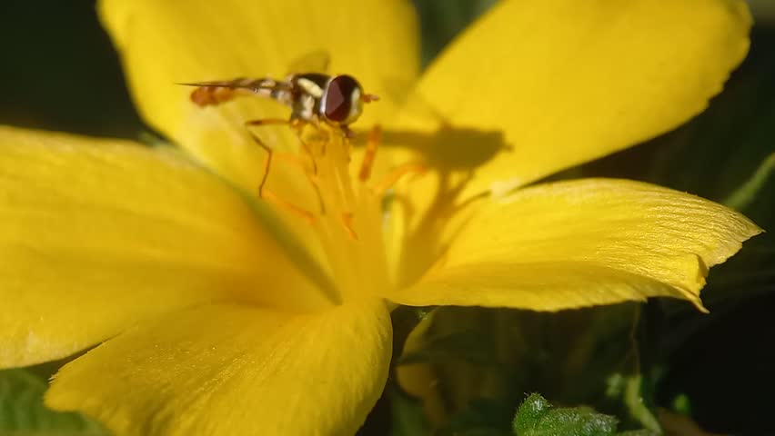 a bee landed And pollinated a yellow flower 
