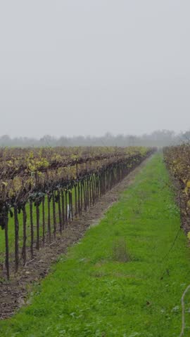Neat vineyard rows stretch into mist, divided by a green path under a pale overcast sky