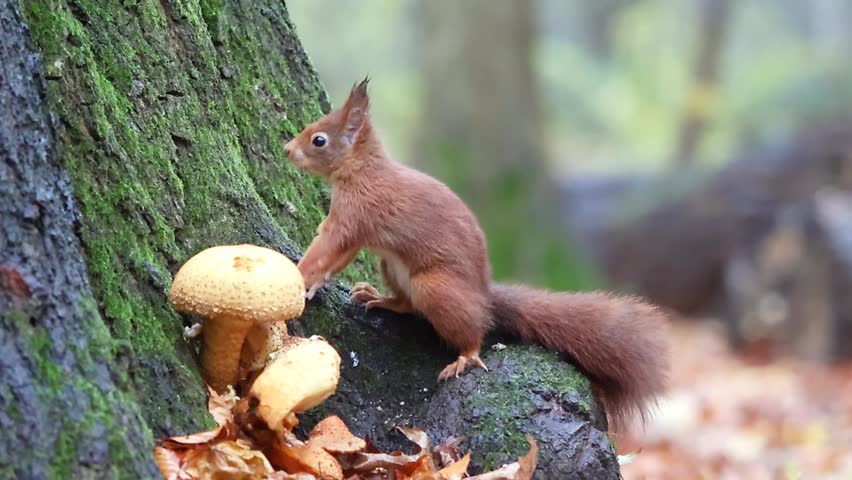An alert red squirrel (Sciurus vulgaris) standing near forest mushrooms on a mossy tree base in soft woodland light