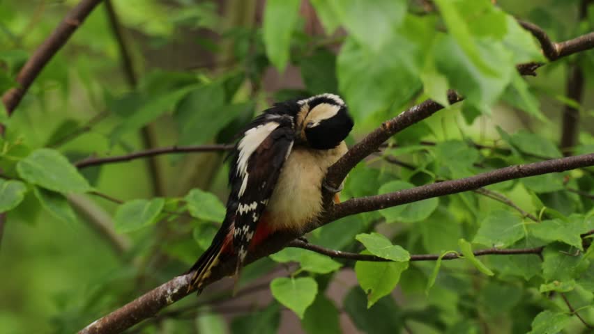 A side view of a Great Spotted Woodpecker (Dendrocopos major) resting on a leafy branch in a calm woodland setting