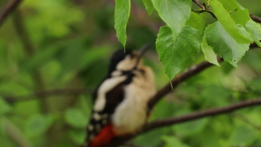 A close-up view of a Great Spotted Woodpecker (Dendrocopos major) partially concealed by green leaves in a natural forest habitat