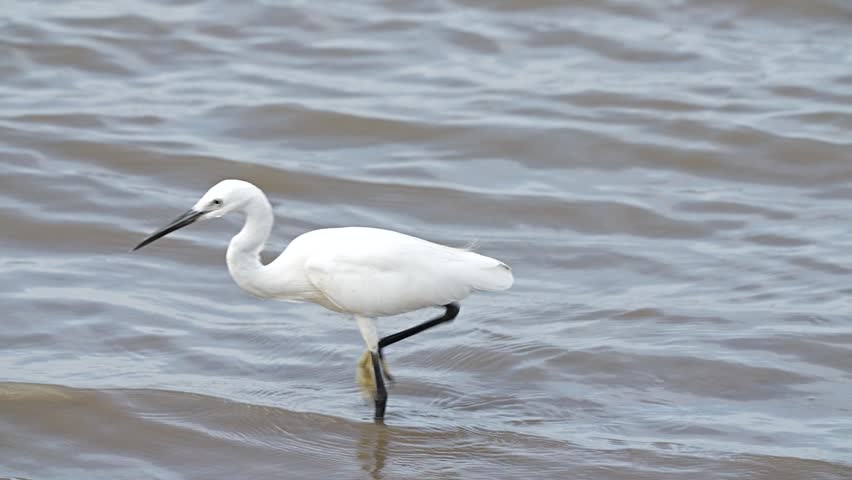 A large, white egret is foraging for food along the seashore in its natural habitat.