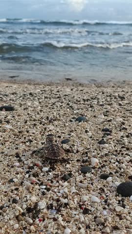 Baby sea turtle hatchling crawling across sandy beach toward the ocean under natural daylight.