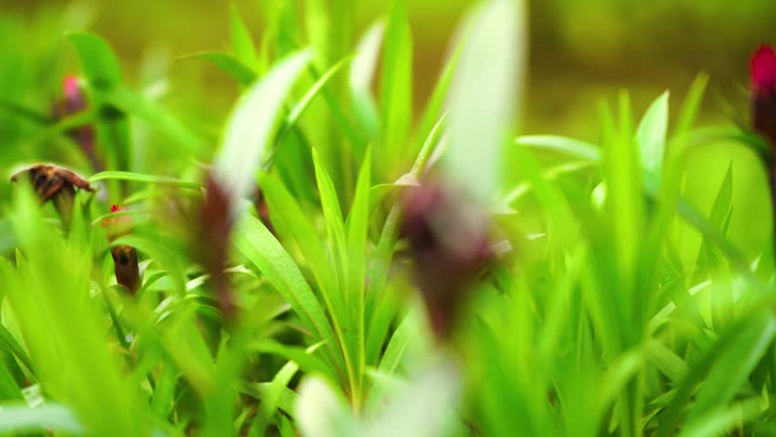 Close up of vibrant green grass blades and red flower in spring sunlight