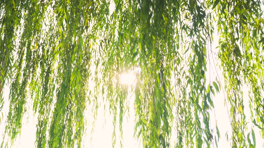 Sunlight Filtering Through Hanging Willow Tree Branches in a Lush Green Spring Park