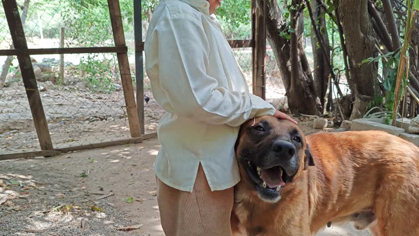 Child Hands Petting German Shepherd Dog Head