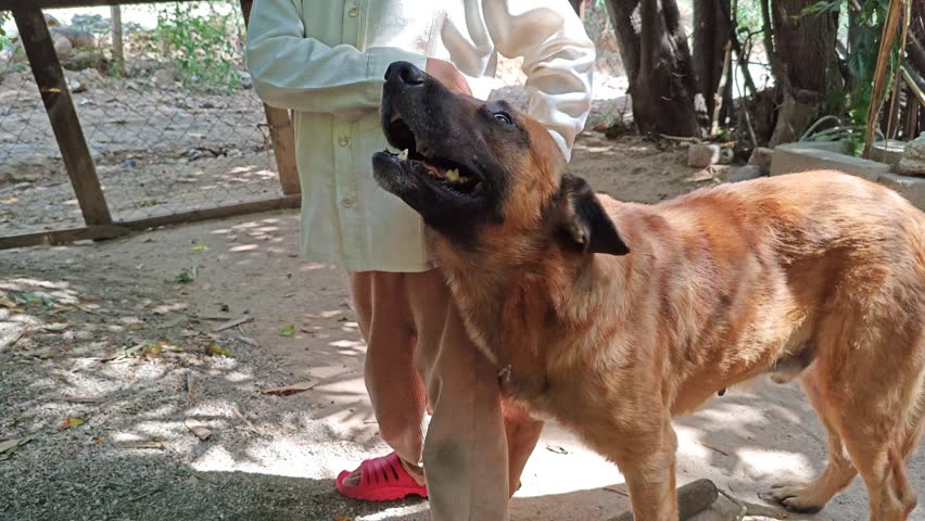 German Shepherd Dog Enjoying Gentle Petting by Child
