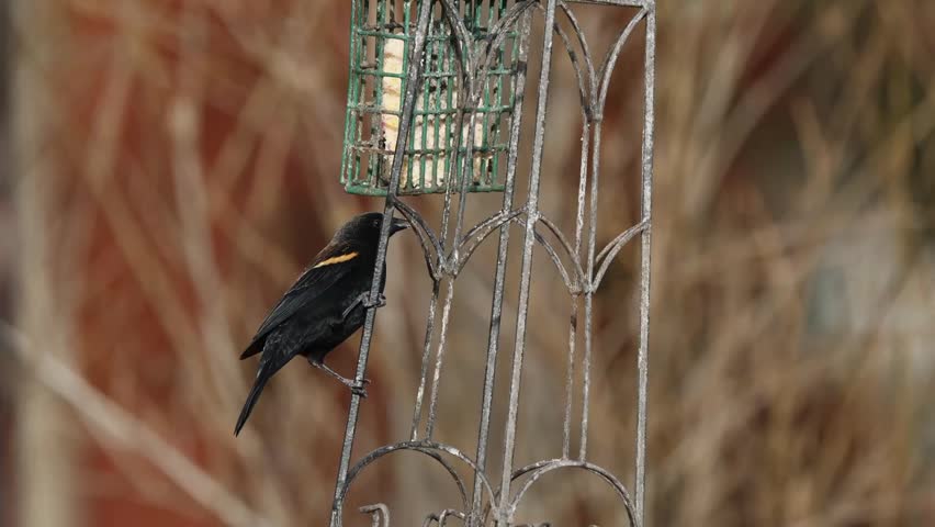A close-up shot of a male Red-winged Blackbird (Agelaius phoeniceus) perches on a metal feeder against a soft forest