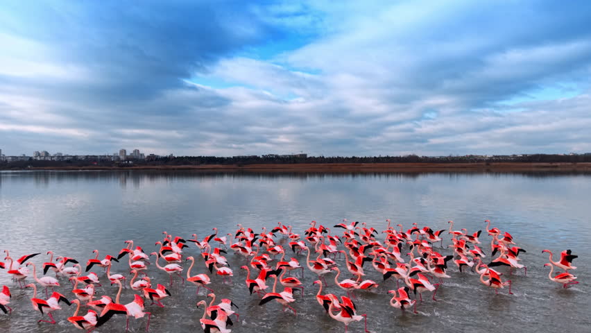 Amazing flamingos run and wave their bright pink wings by the waterscape. Flock of wading birds on a cloudy day.