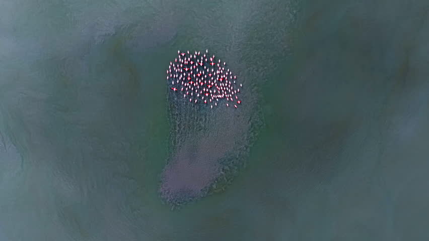 Flock of birds gathering close to each other in the water. Footage high above the waterscape with the group of flamingos.