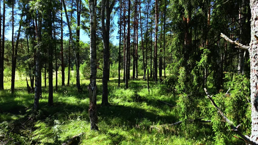 Green grass and tall pine trees filling the forest floor under a clear blue sky