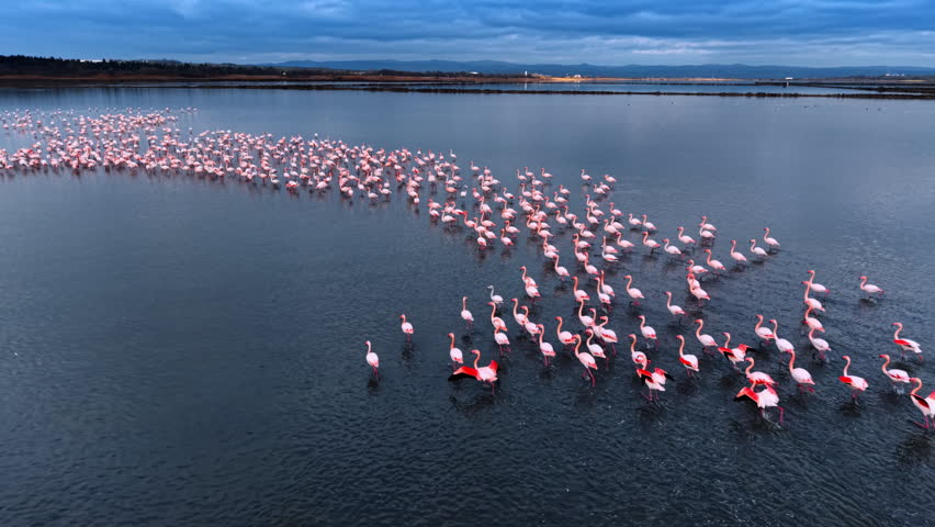 Beautiful pink flamingos walk and run by the dark waterscape. Large flock of wading birds on the lake at dusk time. Aerial view.