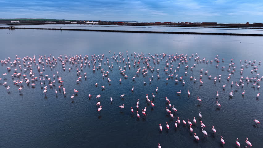 Huge flock of flamingo in the blue waterscape. Graceful birds standing or walking by the shallow water. Aerial view.