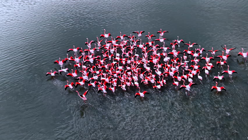 Following a flock of pink flamingos spreading their wings trying to fly away. Birds with bright pink wings at the backdrop of grey waterscape. Top view.