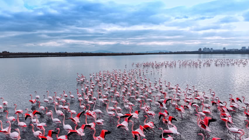 Flamingos flying away from the drone following them. Beautiful flock of birds in the waterscape at dusk time.