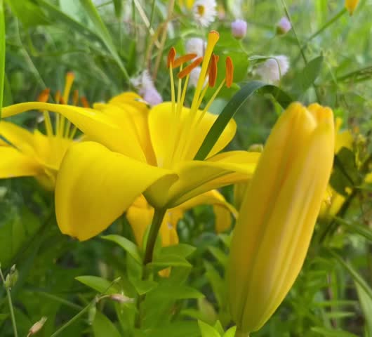 An yellow beauty Lilly summer