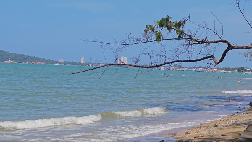 Pine trees along the beach.