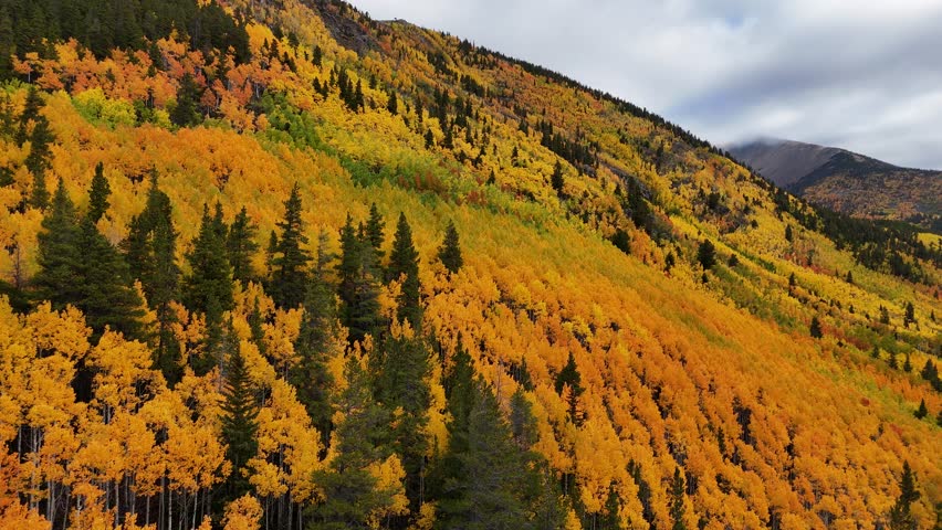 A drone shot of golden autumn forest covering mountain hillside under clear sky with vibrant fall colors