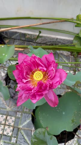 A smooth cinematic macro sequence captures the remarkable beauty of a blooming pink sacred lotus Nelumbo nucifera after rainfall inside a tropical garden. The composition begins with an elegant view of the entire blossom surrounded by broad green leaves floating above still water before gradually moving closer toward the distinctive yellow seed receptacle. Tiny raindrops sparkle across delicate petals while intricate stamens, natural textures and botanical structures become increasingly visible as the camera performs a slow artistic zoom. Gentle motion, balanced framing and soft daylight create premium footage suitable for luxury advertising, wellness branding, mindfulness campaigns, meditation platforms, spa promotion, botanical education, environmental documentaries, biodiversity storytelling, sustainable tourism, tropical destination marketing, healthcare presentations, cosmetics, skincare, aromatherapy, floral design, horticulture, scientific communication, ecology, Asian cultural themes, spiritual concepts, yoga content, relaxation videos, nature documentaries, stock backgrounds, visual meditation, hotel branding, resort marketing, editorial publishing, educational media, television productions, cinematic openers, presentation backgrounds, social campaigns, eco-friendly communication and high-end commercial projects. The sacred lotus has long symbolized purity, renewal, resilience, harmony, inner balance and natural perfection, making this elegant macro footage valuable wherever audiences seek authentic botanical imagery, premium floral aesthetics, calming visual atmosphere and refined organic design.