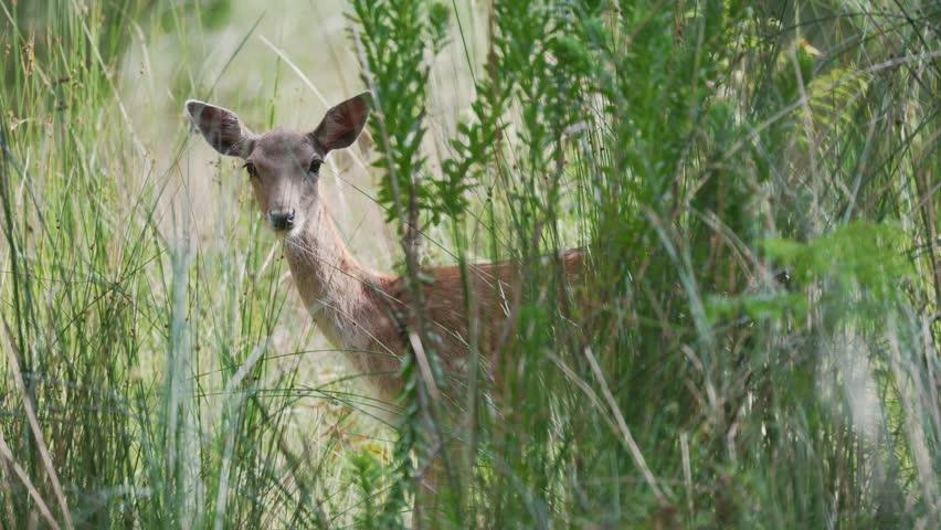 Deer spotted in tall grass during a sunny day in a natural setting