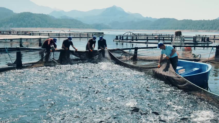 Workers at a reservoir trout farm pull a harvest net and gather fish beside a small boat. The scene shows cage farming, active trout, teamwork and a commercial aquaculture harvest process in progress.