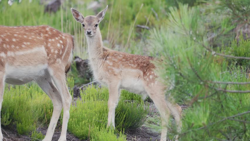 Fawn and adult deer in grassy area during daylight in a natural habitat