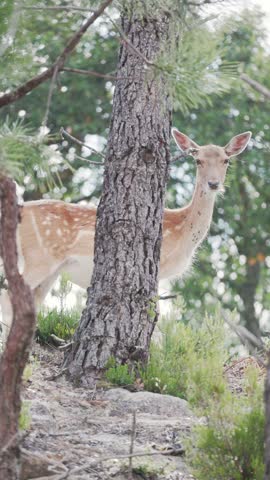 Deer stands behind a tree in a forest during the afternoon in a natural setting
