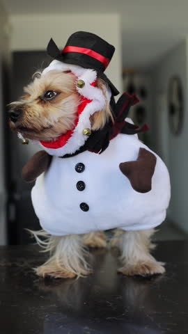 Yorkshire terrier in snowman costume