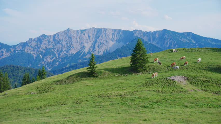 Scenic alpine landscape near Rotwand featuring grazing alpine cows on rolling green mountain meadows with dramatic peaks in the background on a sunny summer day in the German Alps.