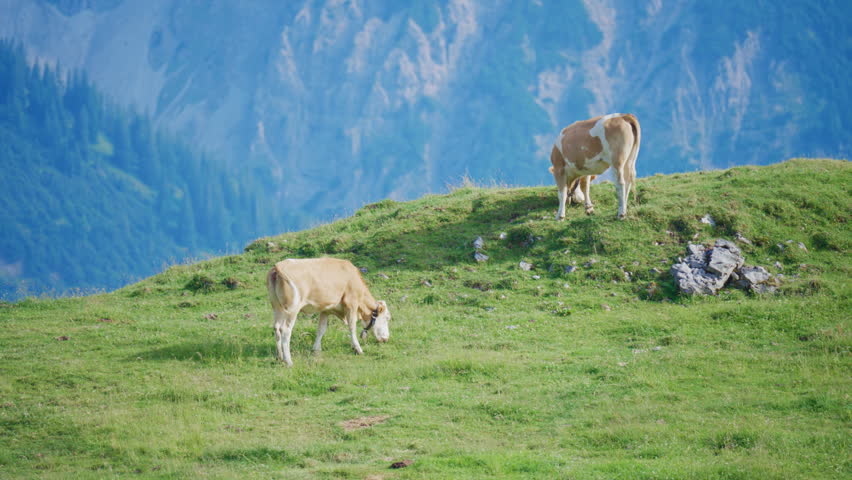 Two alpine cows peacefully grazing on a scenic mountain pasture near Rotwand in the German Alps surrounded by breathtaking mountain scenery on a sunny summer day.