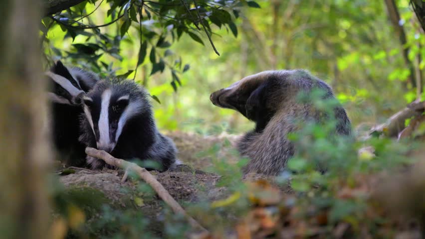 Badger in the forest, animal in natural habitat, Europe. Wild badger, Meles meles, animal in the woods. Mammal in the environment, rainy day