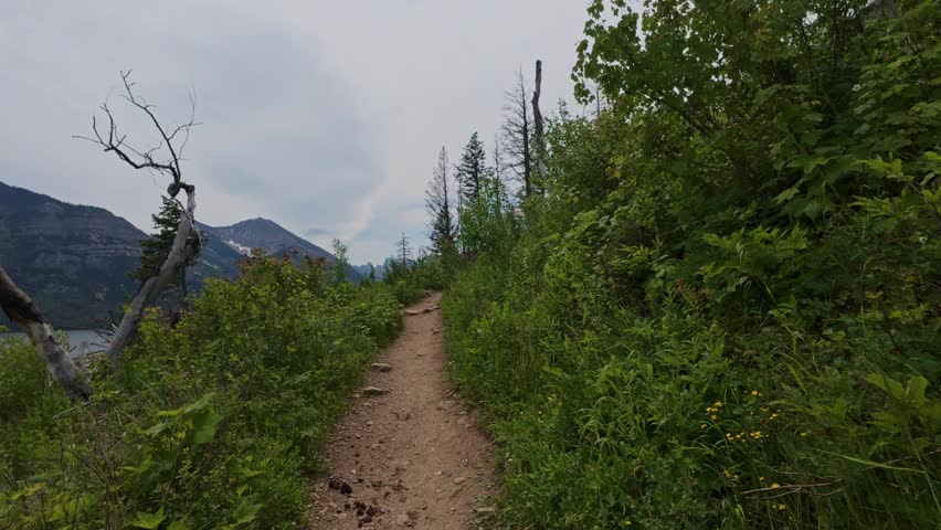 An eye-level view of a narrow dirt hiking trail cutting through dense green vegetation, leading toward distant hills under soft daylight