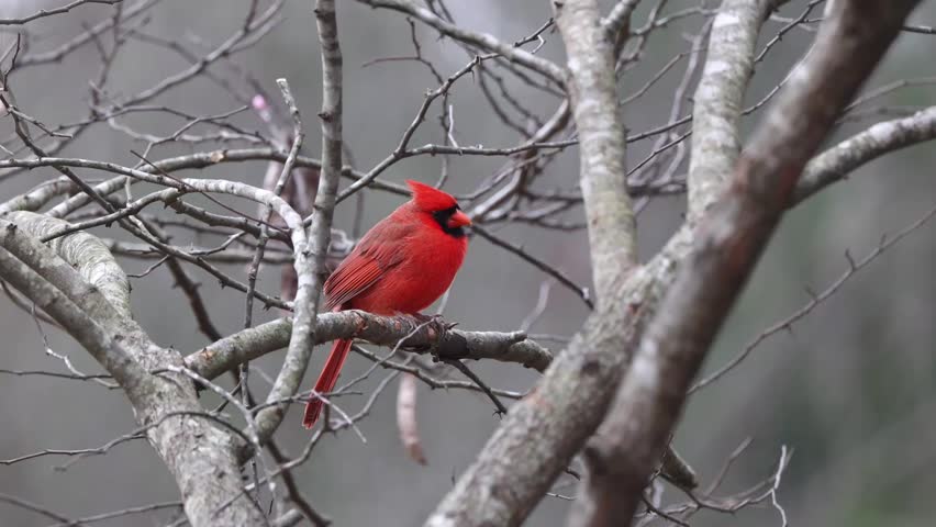 Vivid male Northern Cardinal (Cardinalis cardinalis) perched among leafless branches, standing out against a muted woodland background