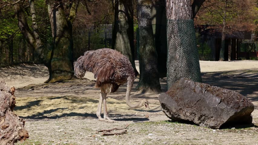 The common ostrich, Struthio camelus, or simply ostrich, is a species of large flightless birds native to Africa. It is one of two extant species of ostriches