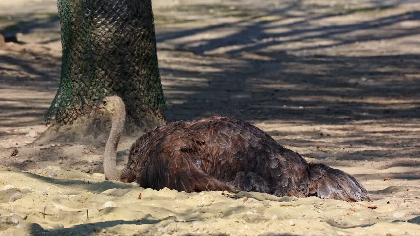 The common ostrich, Struthio camelus, or simply ostrich, is a species of large flightless birds native to Africa. It is one of two extant species of ostriches