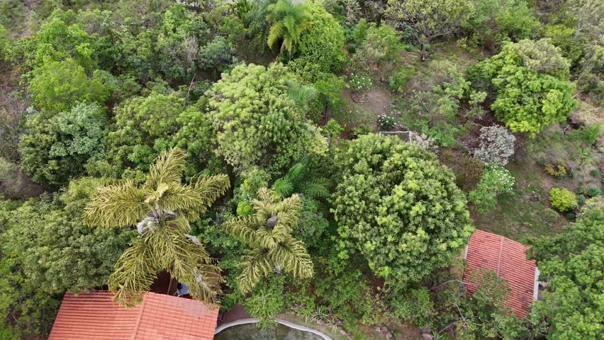 A top-down view of dense forest canopy revealing small rooftops beneath lush vegetation, captured in soft natural daylight